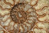 Agatized, Cut & Polished Ammonite Fossil - Madagasar #191585-6